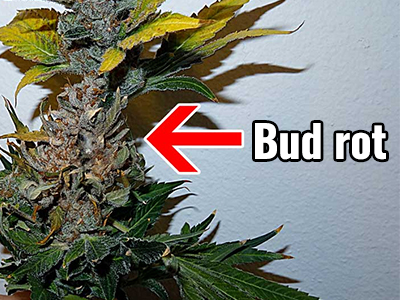 How to Identify and Prevent Cannabis Bud Rot
