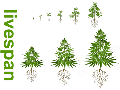 Cannabis Growth Stages: From Seed to Harvest