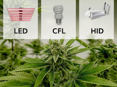 What is a plant fill light? Which one is better?