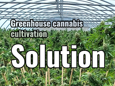 Cannabis Greenhouse Growing Solution