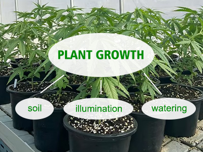 Why Are Your Plants Growing So Slowly? 3 Common Issues You Might Have Overlooked!
