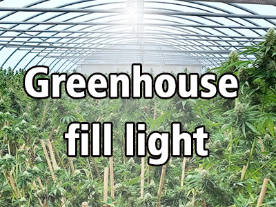 Greenhouse Cannabis Cultivation: A Comprehensive Supplemental Lighting Solution