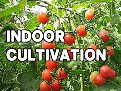 How to Grow Tomatoes Indoors