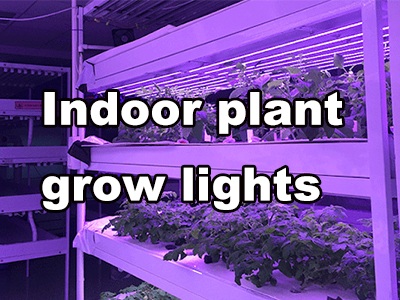 How to Choose Grow Lights for Indoor Plants