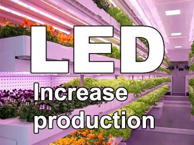 How to use LED lights to increase vegetable yields