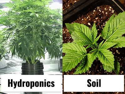 HydroponicsVS Soil: Choosing the Best Method for Growing Cannabis