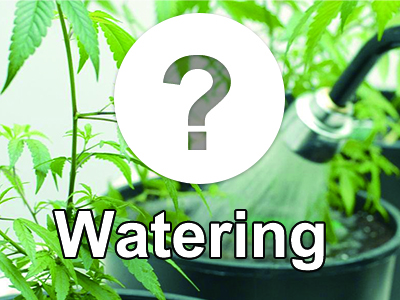 How to judge the state of cannabis and whether to water it