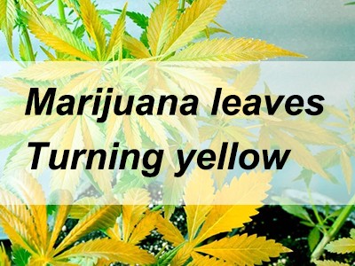 Cannabis leaves turn yellow, why exactly?