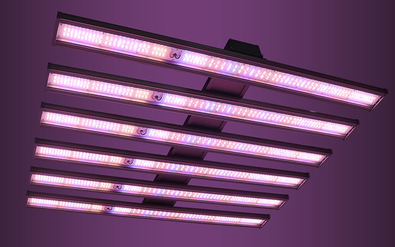 Grow medical plant With LED Lights