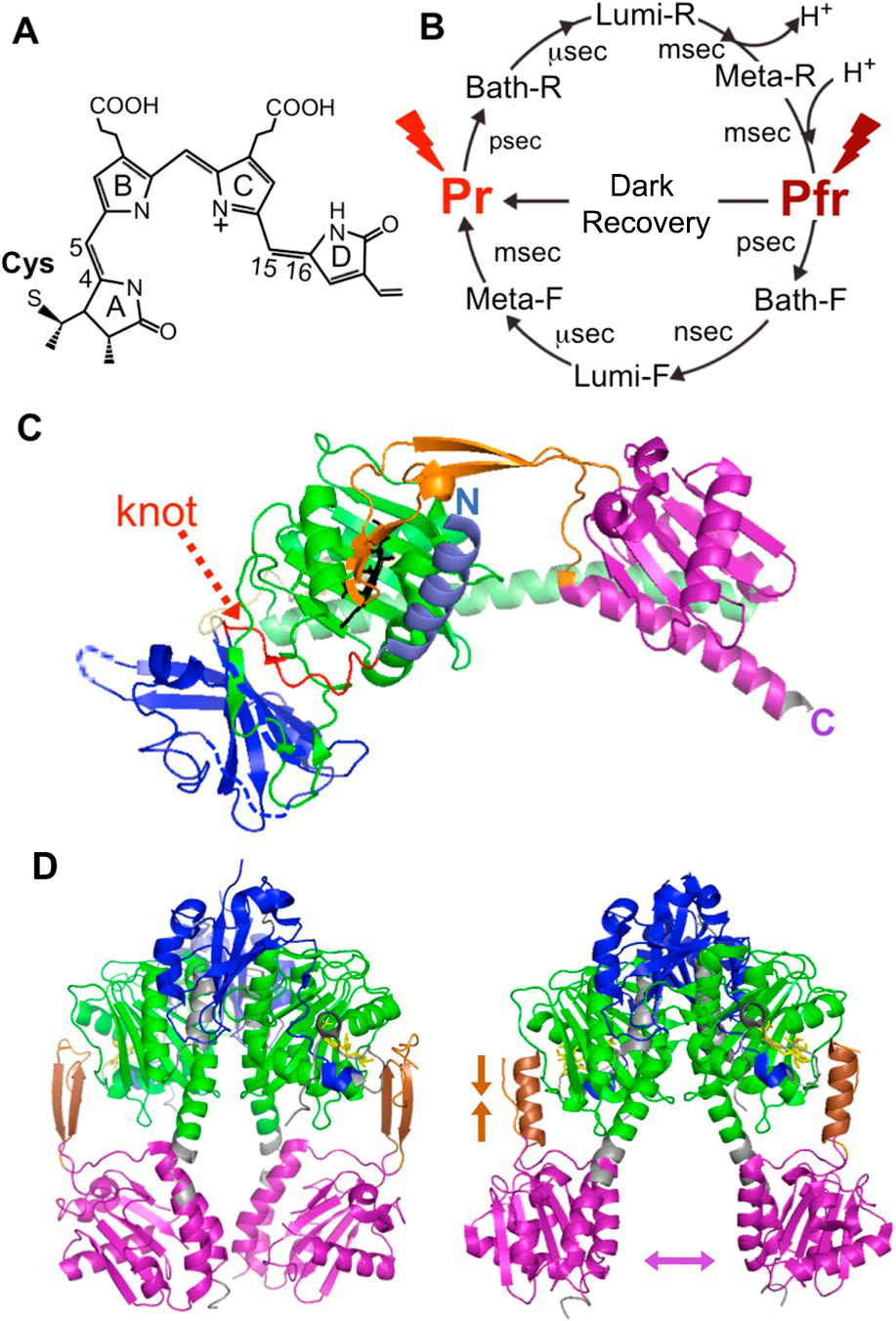 Photoreceptors In Plants From Ultraviolet Light To Far red Light VANQ LED