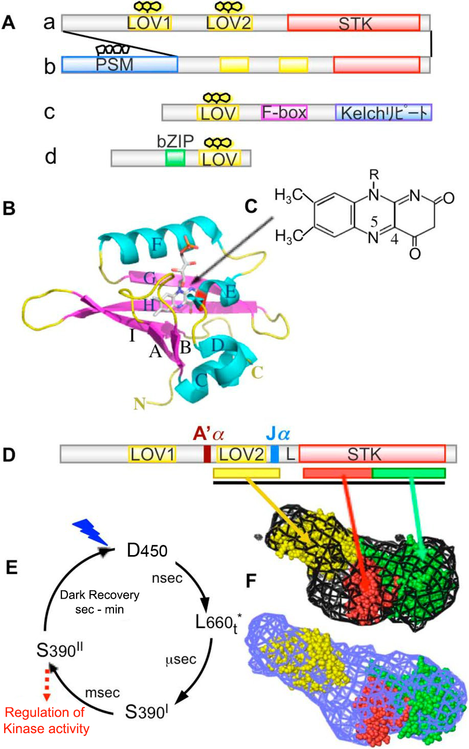 Photoreceptors In Plants From Ultraviolet Light To Far red Light VANQ LED