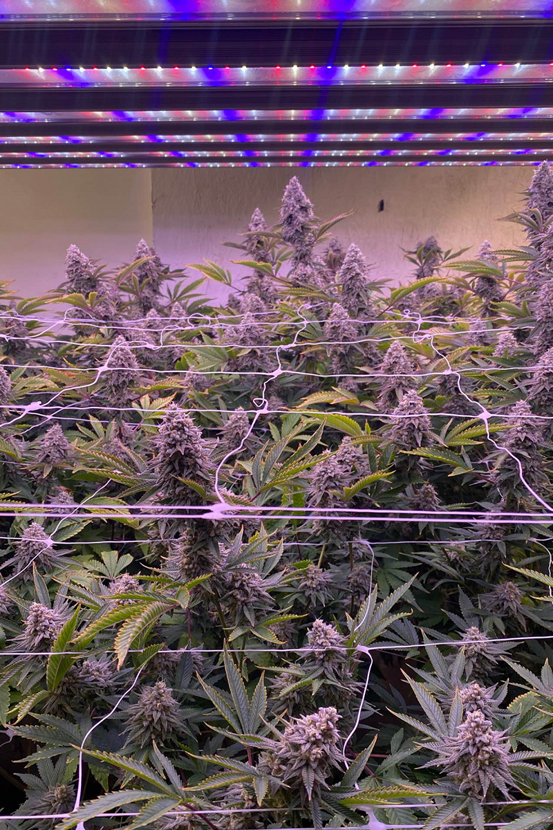 indoor-grow-lights-hps-vs-cfl-vs-led.jpg