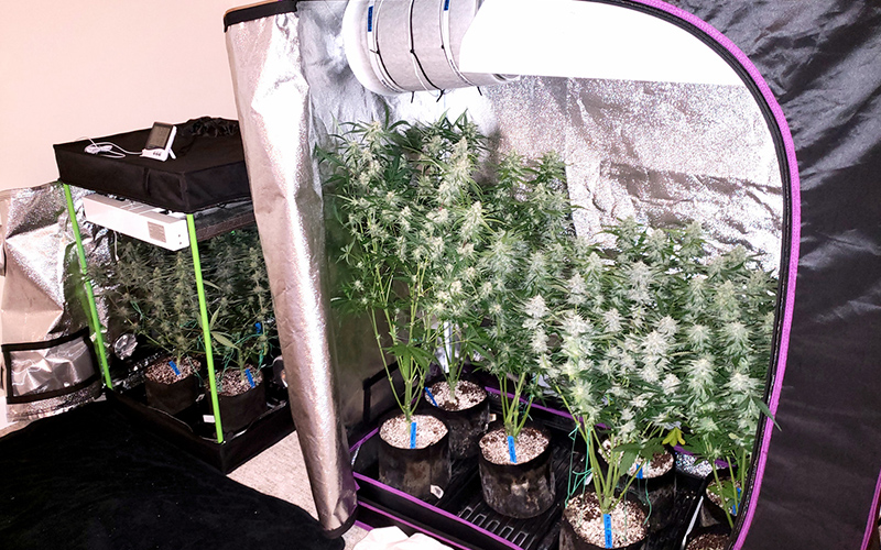 3-ways-to-grow-marijuana-at-home-with-grow-lights-for-indoor-marijuana3.jpg