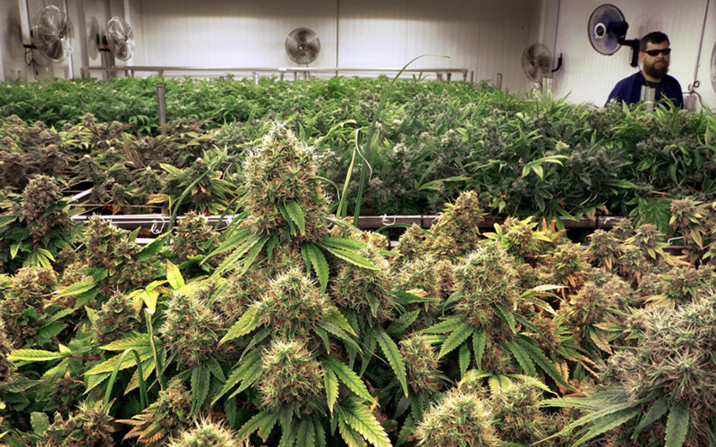 3-ways-to-grow-marijuana-at-home-with-grow-lights-for-indoor-marijuana4.jpg