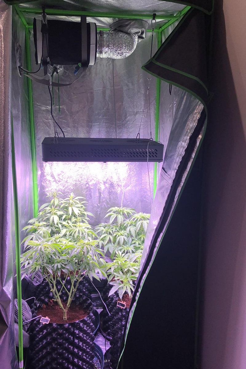 what-kind-of-grow-lights-do-you-need-for-a-grow-tent2.jpg