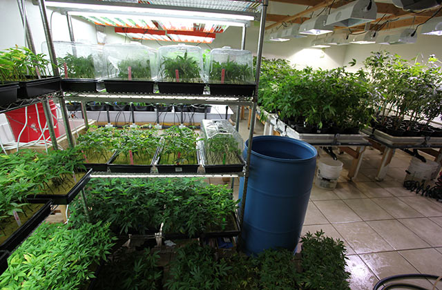 How to Grow weed Indoors with Plant Grow Light