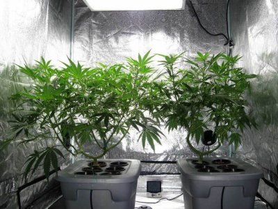 Cannabis06.jpg