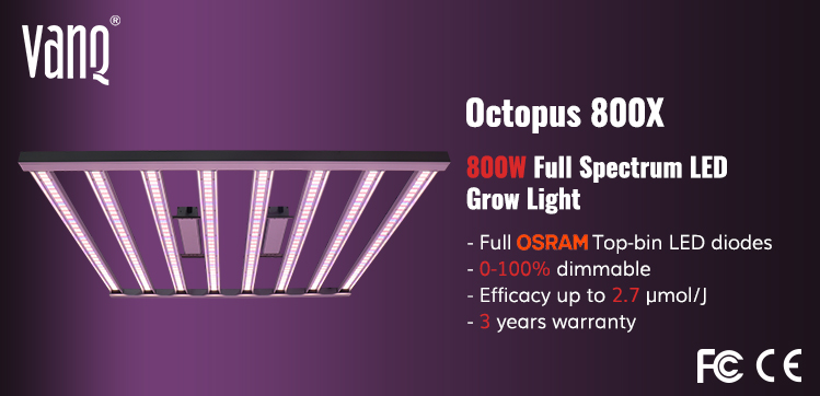 octopus800x.jpg
