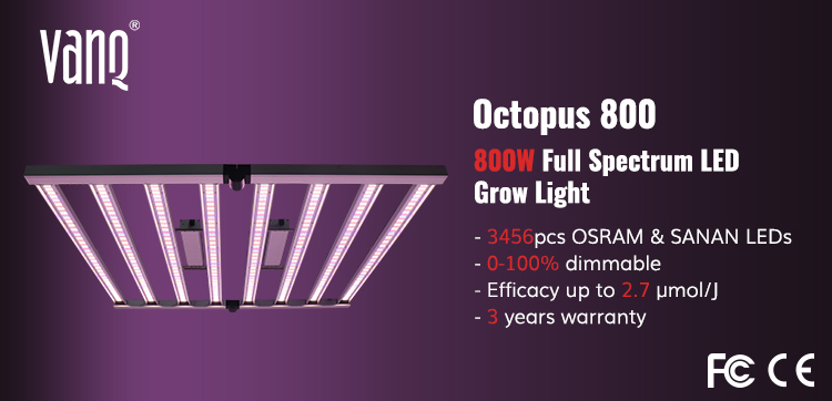 octopus800.jpg