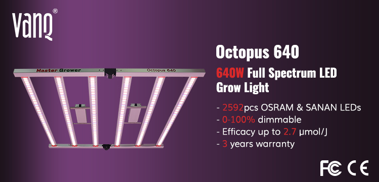 Octopus640.jpg