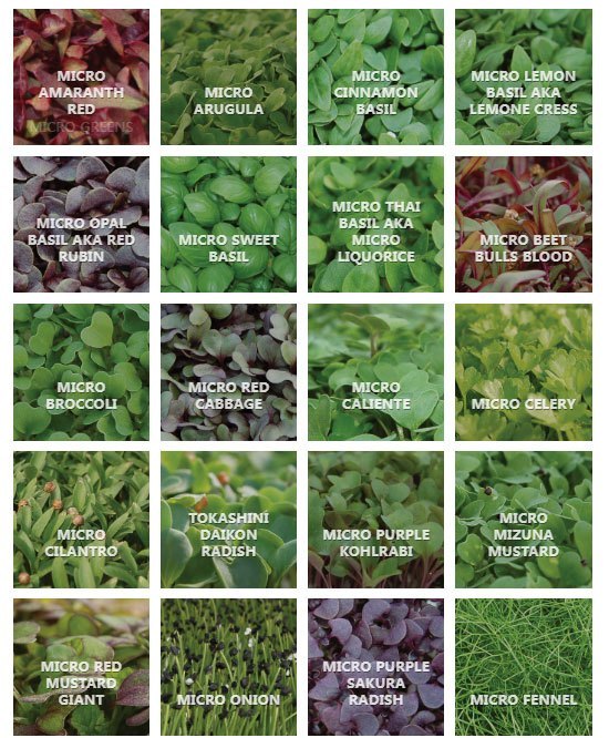How to eat Microgreens