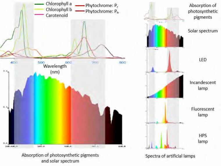 Photosynthetic Absorption Of Light Spectrum