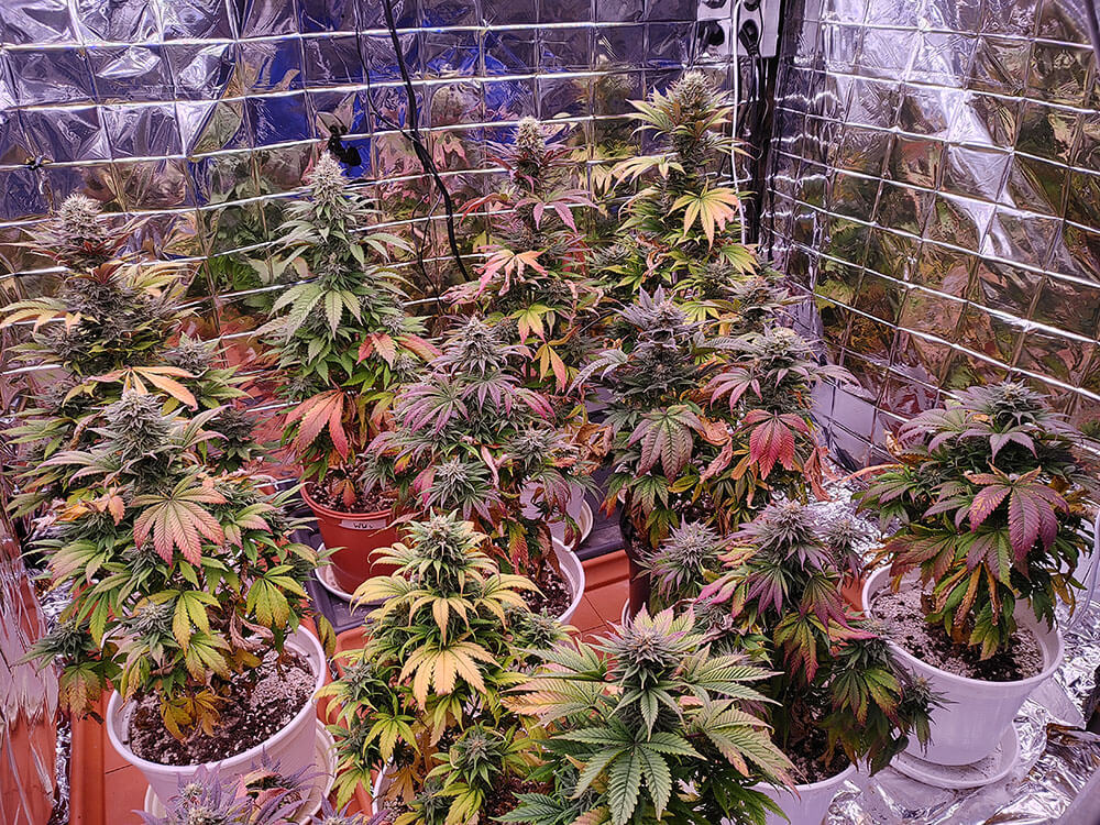 Cannabis has more potential than you imagine when under right lights