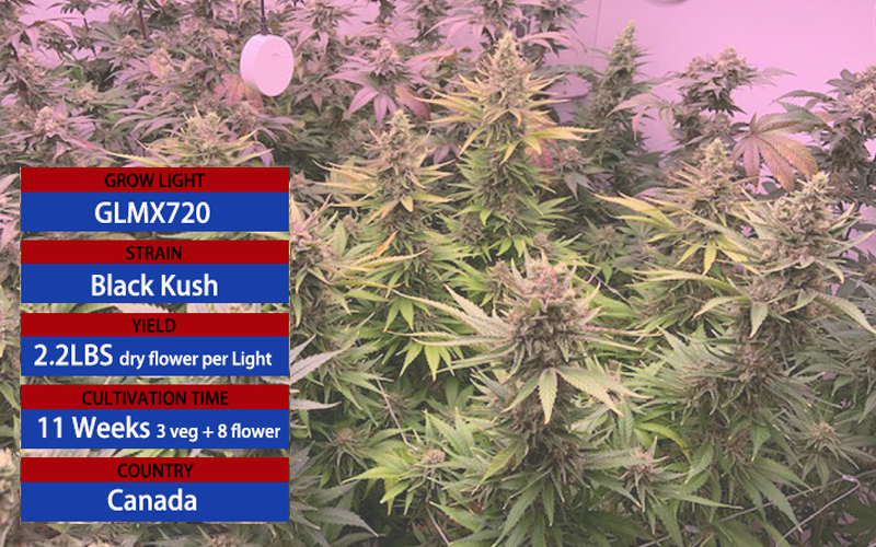 black-kush.jpg