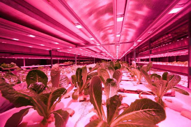 Sichuan-Vertical-farming-led-grow-light-case-image-1.png