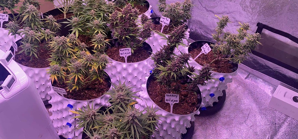 Cannabis seedlings