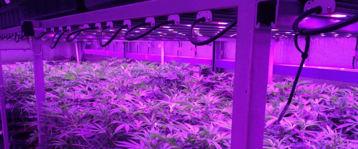 Cannabis cultivation