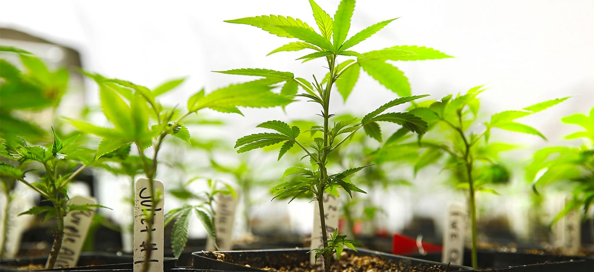 Cannabis nursery stage.jpg