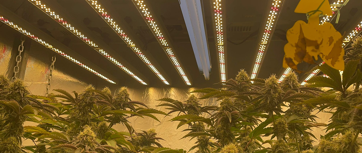 1000Watt Cannabis LED Grow Light