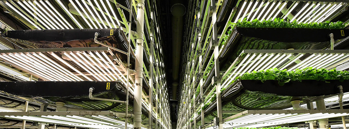 vertical-farming