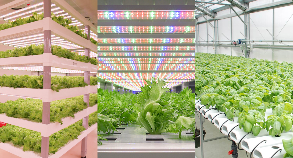 Plant light application scenarios