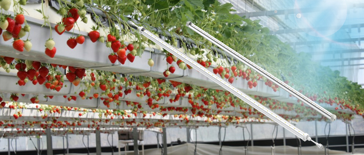 LED light strawberry planting