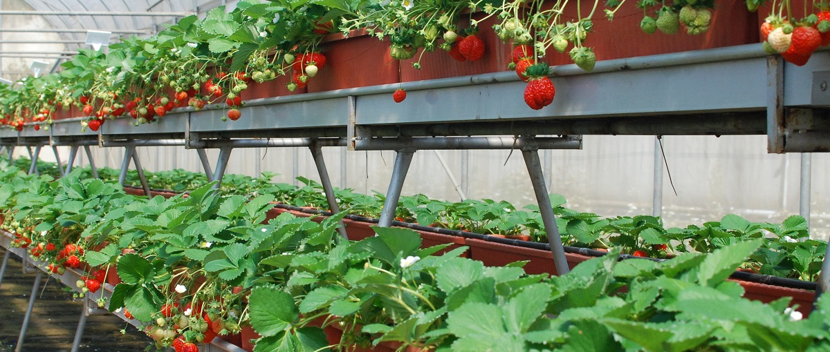 Strawberry planting