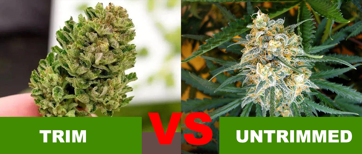 Cannabis Trimmed vs Untrimmed