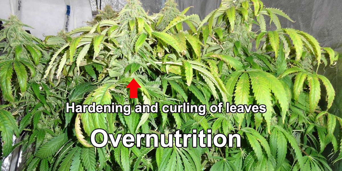 Overnutrition