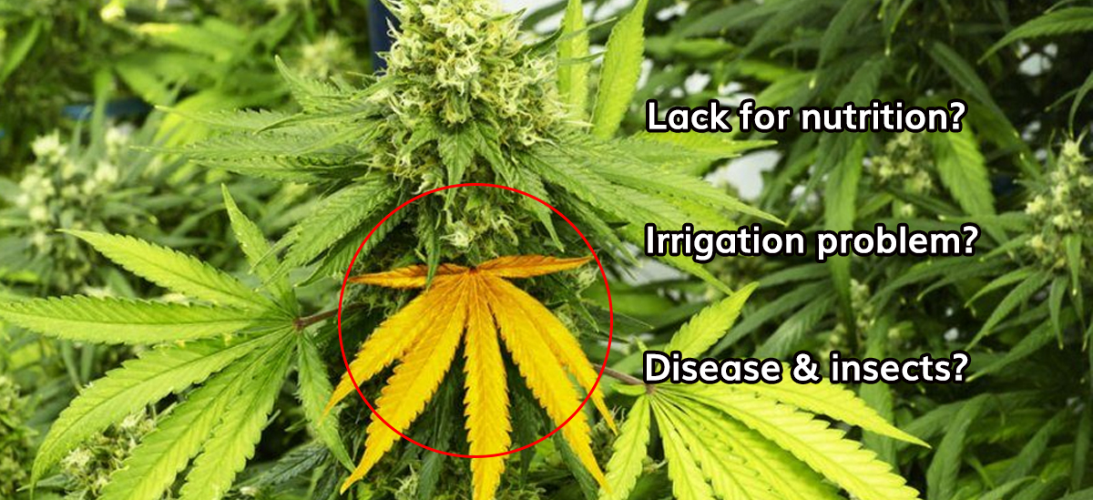 Cannabis leaves turn yellow