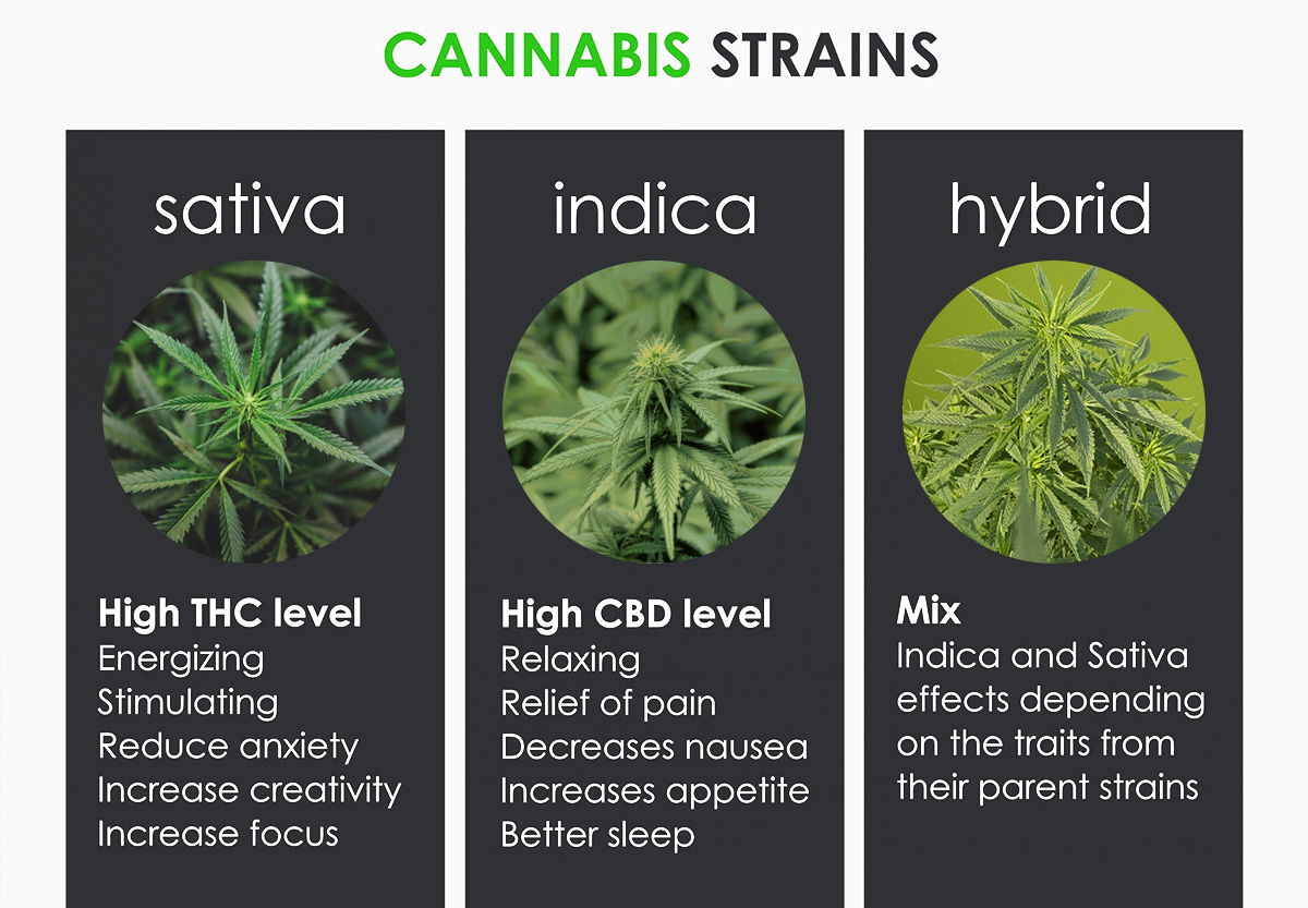 CANNABIS STRAINS