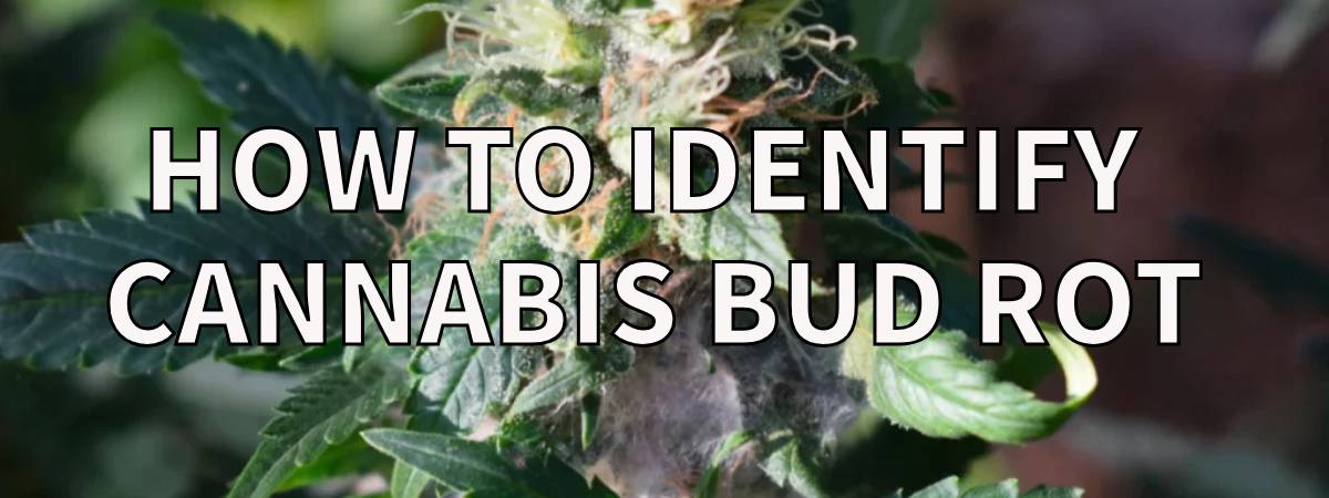 How to identify cannabis bud rot