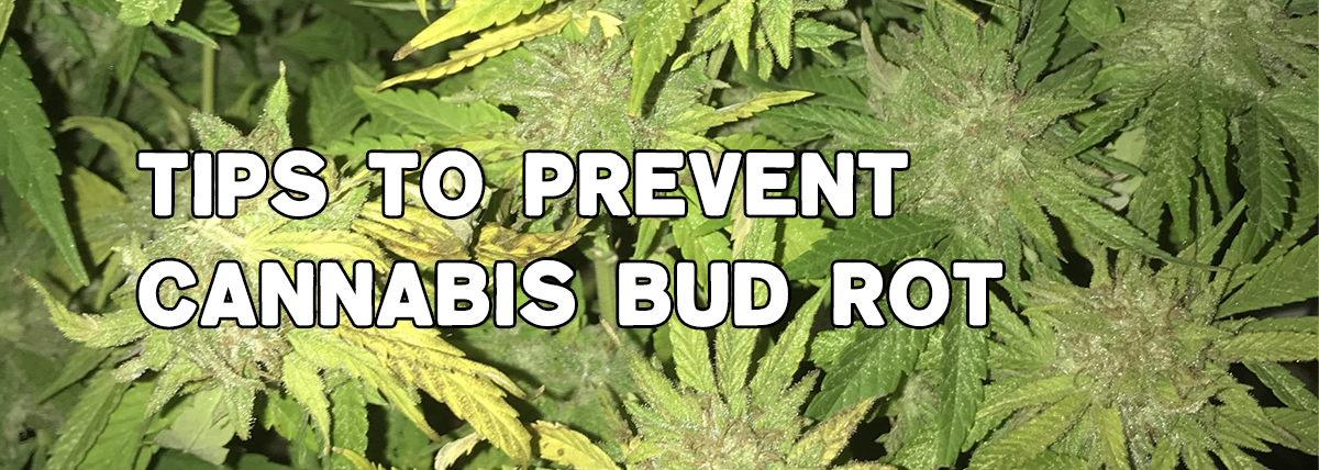 Tips to Prevent Cannabis Bud Rot