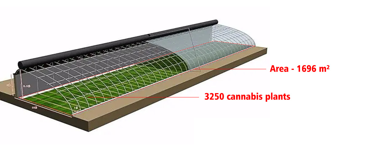 Cannabis Growing Challenges