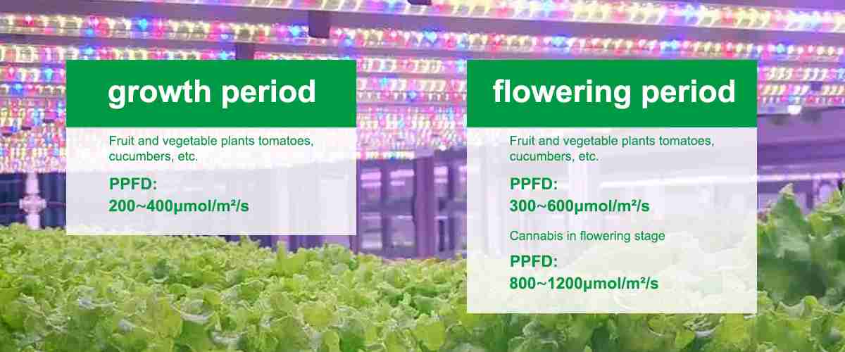 ppfd for vegetative growth